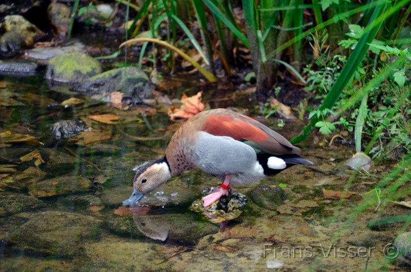 Dierentuin Emmen Mei 2014 03.JPG